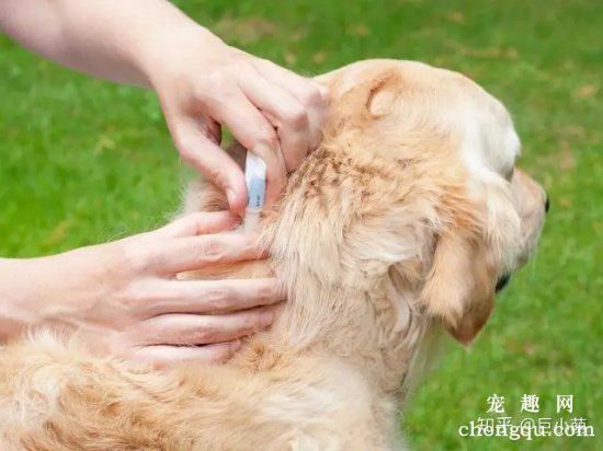 狗狗做完体外驱虫几天见效