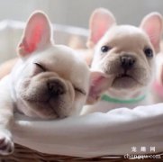 <b>犬扁桃体炎的临床症状</b>