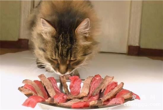 小猫喜欢吃什么食物