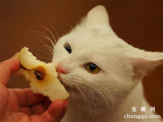 小猫喜欢吃什么食物