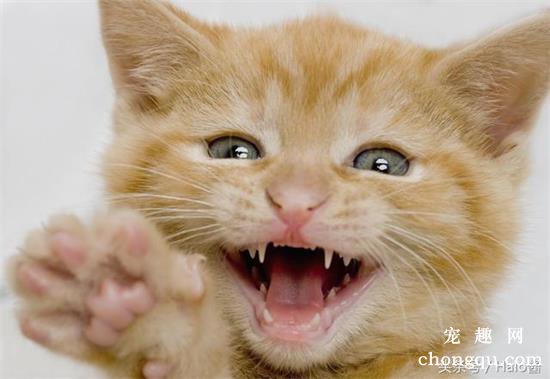 猫咪多大换牙？