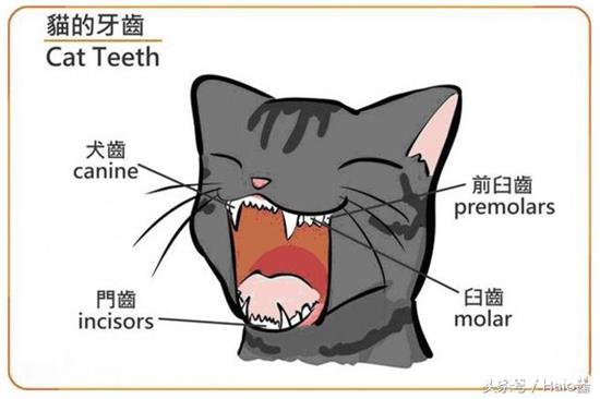 猫咪多大换牙？