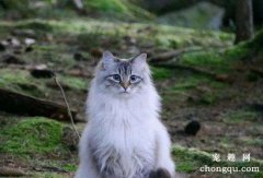 <b>几种寿命比较长的猫咪品种介绍</b>