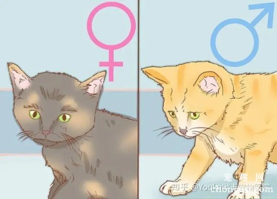 猫咪怎么分公母？