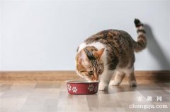 猫咪能吃狗粮应急吗