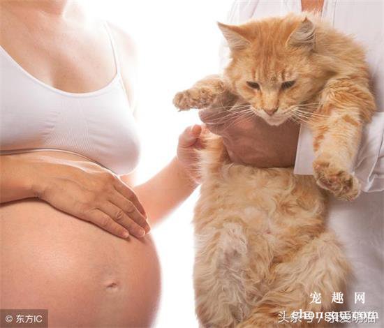 猫咪临产前的六个特殊征兆
