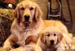金毛犬什么情况下会导致鼻子干裂？