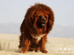 <b>藏獒皮肤病能治好吗？快来看一看吧</b>