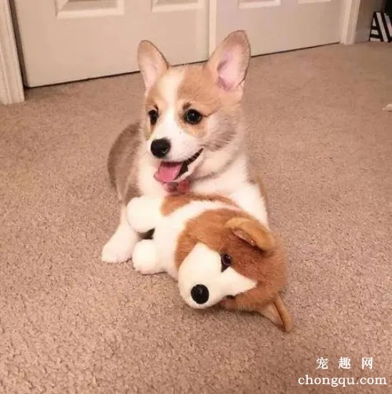 柯基狗狗可以吃菠萝吗