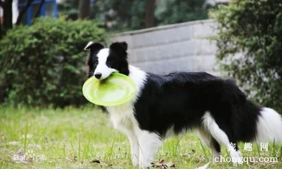 如何训练边境牧羊犬叼飞盘？