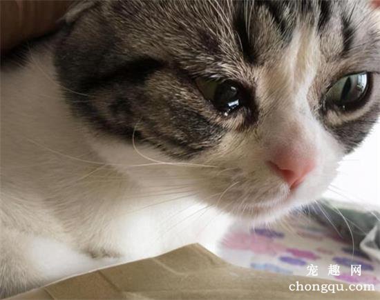 猫咪会哭吗?猫咪会流眼泪吗