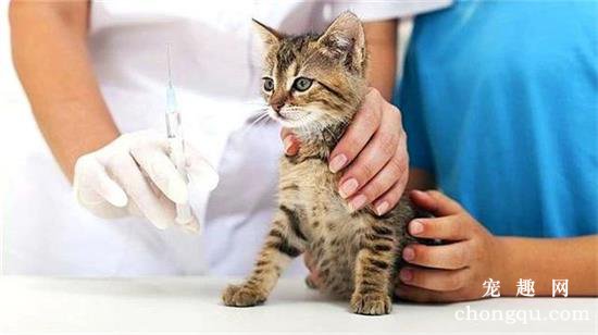 家养猫咪不打疫苗会怎么样？