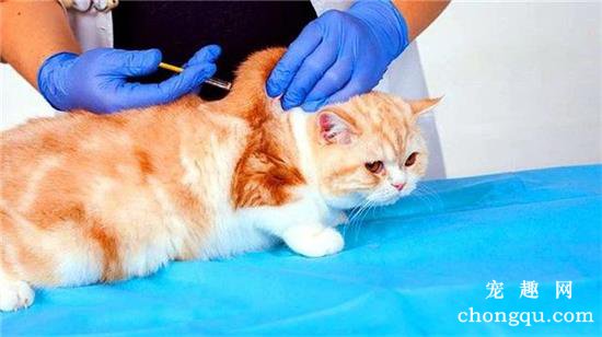 家养猫咪不打疫苗会怎么样？