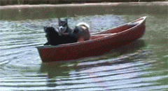 网友让哈士奇和田园犬一起坐船，结果几分钟后，田园犬崩溃了！