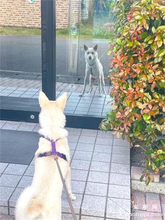 狗子散步被镜子里自己迷住，主人拉都拉不走：又变帅了！