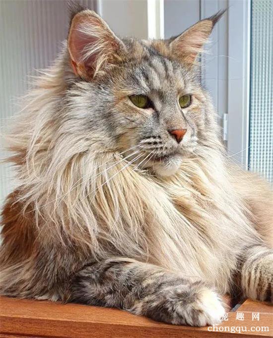 <b>网友家的缅因猫，好像一只大狮子！</b>