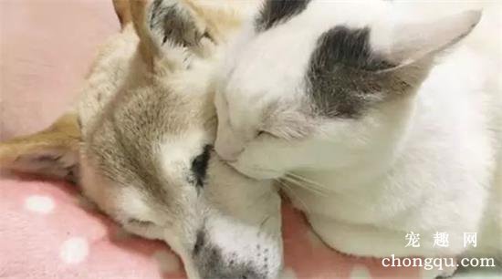 10多岁的老年柴犬去世，陪它走到最后的是一只猫咪，网友都哭了