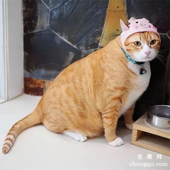 六种最贵最值钱的猫咪品种