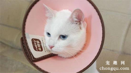猫咪猫藓的症状与治疗方法