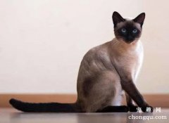 暹罗猫性格优点和缺点都有哪些？