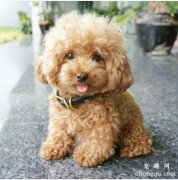 <b>让泰迪毛颜色变深的方法</b>