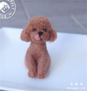 贵宾犬眼屎多是什么原因导致的？