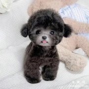 <b>泰迪犬不听话要怎么训练？</b>