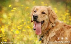 <b>怎么能预防狗狗患上关节炎？</b>