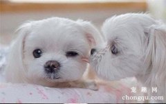 <b>一个月大的狗狗怎么训练上厕所</b>