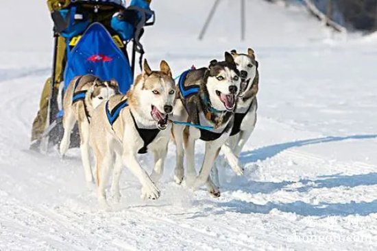 雪橇犬为什么睡雪里不怕冷？