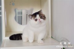 <b>性格最温顺的十种猫咪排名</b>