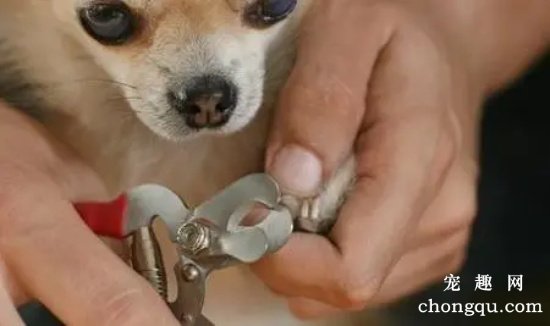怎么给狗狗剪指甲？