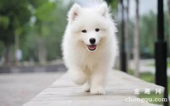 狗翻肠子怎么办？狗翻肠子怎样预防？