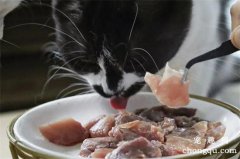 <b>生骨肉和猫粮喂养猫咪指南</b>