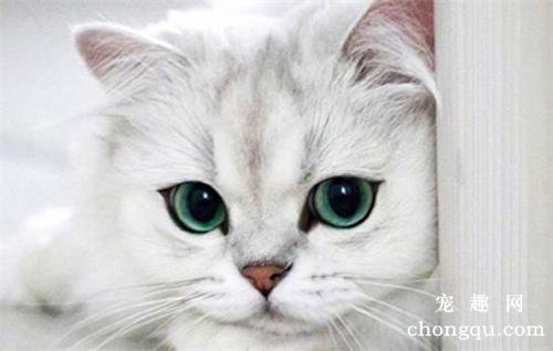 猫咪最喜欢和最讨厌的颜色分别是什么？