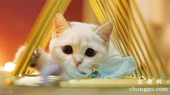 金点猫的特征？金点猫是什么品种？