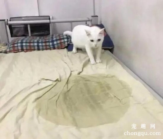 猫会用猫砂却在床上尿怎么办
