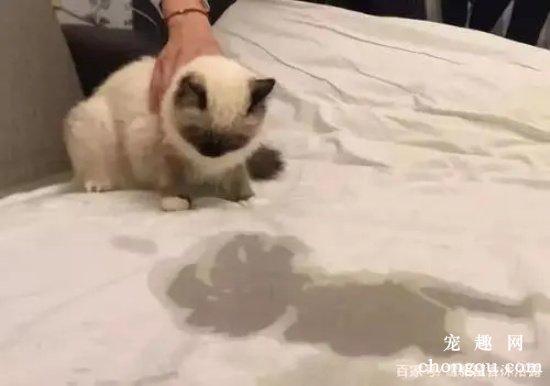 猫会用猫砂却在床上尿怎么办