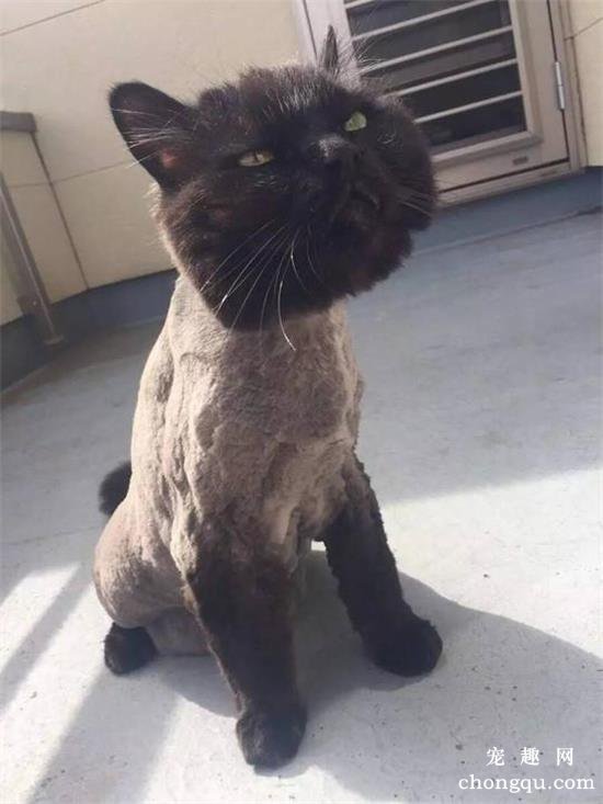 猫咪剃毛的好处和坏处