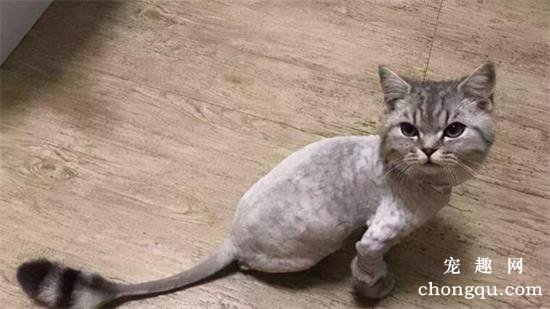 猫咪剃毛的好处和坏处