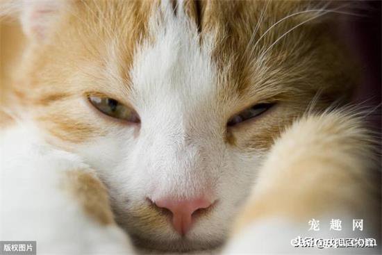 猫咪发烧最快的处理方式有哪些？