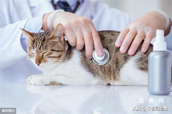 猫咪发烧最快的处理方式有哪些？