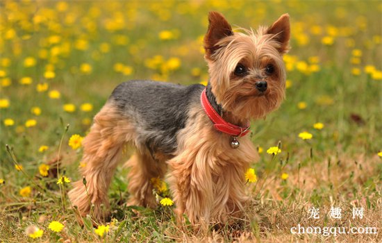 如何照顾生病的幼犬？照顾生病幼犬的方法