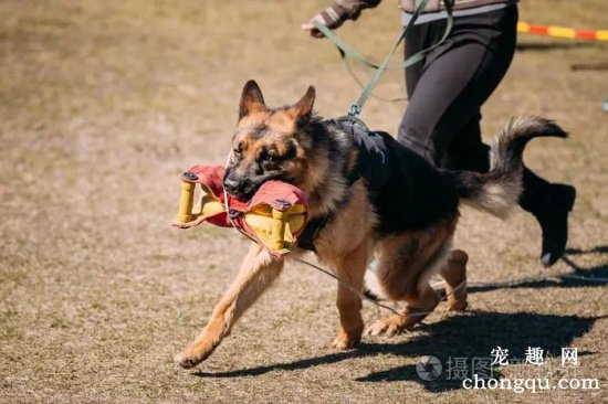 怎样训练德国牧羊犬？德国牧羊犬训练方法