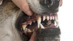 <b>狗狗牙结石怎么预防 狗狗牙结石预防方法</b>