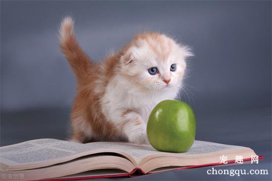 猫咪能吃苹果吗