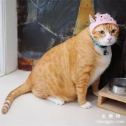 <b>五种宠物猫品种和价格图片大全</b>