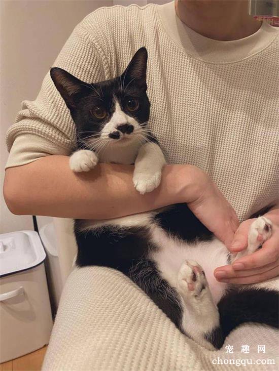 五种宠物猫品种和价格图片大全