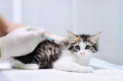 猫咪多大可以打疫苗和驱虫?
