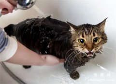 <b>猫咪洗澡多少钱一次</b>